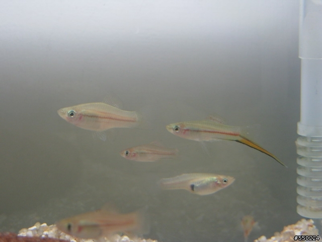 不知名的水溝小魚