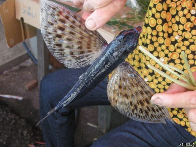 台灣琉球 -之- 海水正藍