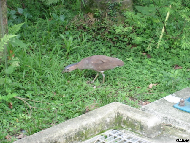 [不知何種鳥]  台北植物園 (剛好位於台灣藝術館後面)