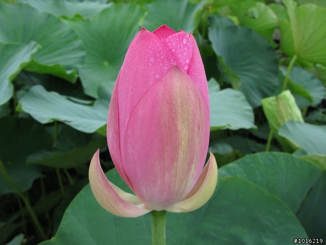 中興新村荷花池-G9