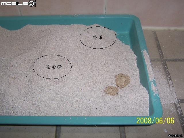 老男人與小幼貓..... 水煙殺蟲和馬路(兩歲)