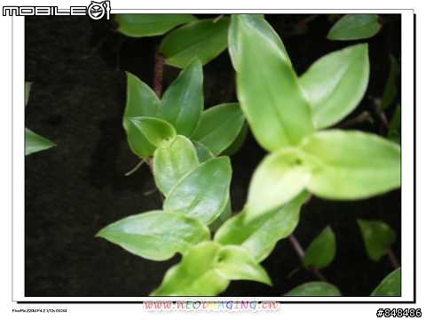 [開箱分享]當Salt Peanuts 鹹花生 遇上Z20~