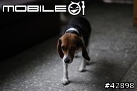 CANON EOS 1d mark III更新對焦元件後表現"超"滿意