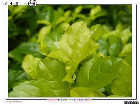 [開箱分享]當Salt Peanuts 鹹花生 遇上Z20~