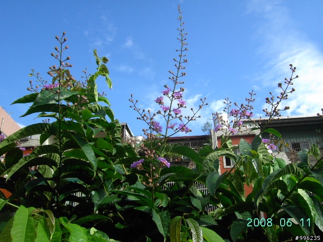 大花紫薇花季-新莊運動公園
