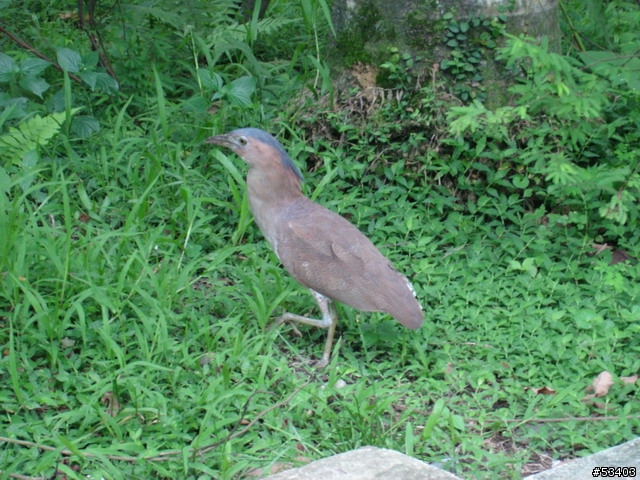 [不知何種鳥]  台北植物園 (剛好位於台灣藝術館後面)