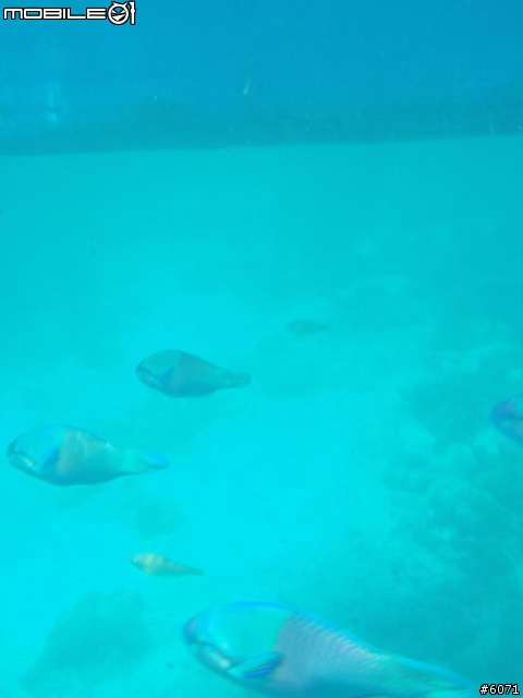 不專業的 OLYMPUS µ1030SW 下海照