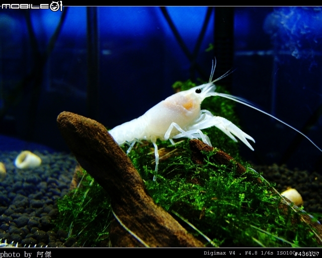 [新手分享] 我的水族寵物