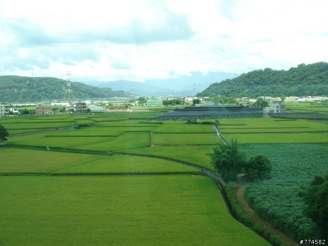 [影像回顧]極樹 6/29(日),AM6:30,龜山楓樹村