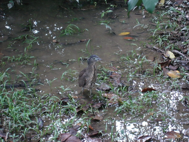 [不知何種鳥]  台北植物園 (剛好位於台灣藝術館後面)