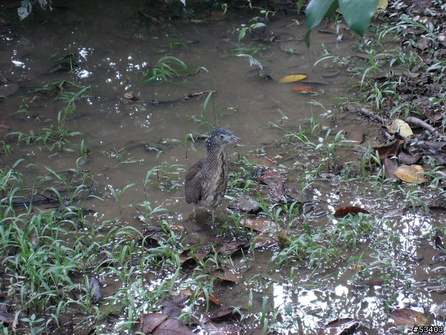 [不知何種鳥]  台北植物園 (剛好位於台灣藝術館後面)