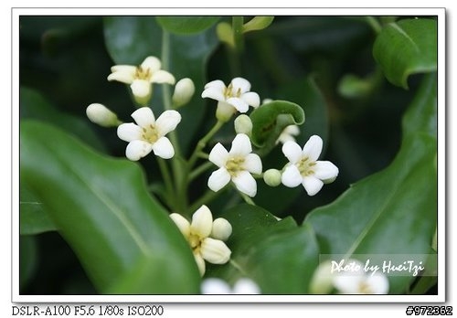 [景點]台北縣 瑞芳--東北角 鼻頭角步道