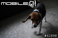 CANON EOS 1d mark III更新對焦元件後表現"超"滿意