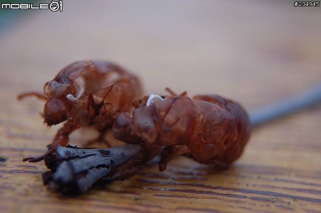 老鏡vivitar 28-105mm f2.8-3.8 macro