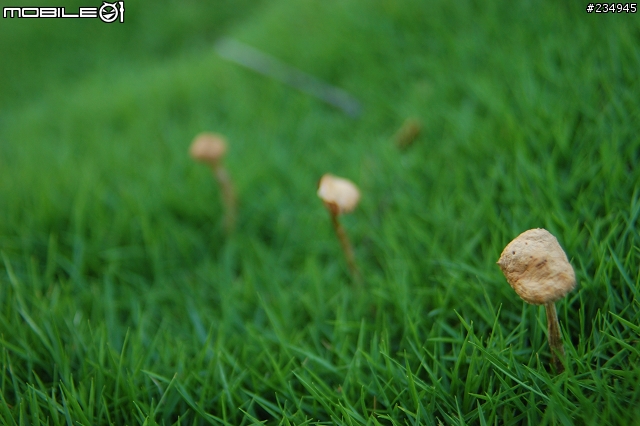 老鏡vivitar 28-105mm f2.8-3.8 macro