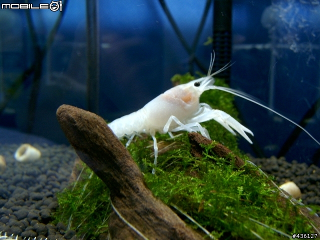 [新手分享] 我的水族寵物