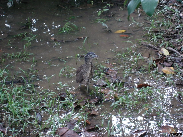 [不知何種鳥]  台北植物園 (剛好位於台灣藝術館後面)