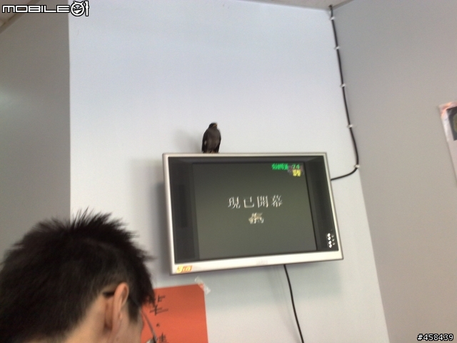 請問一下，這一隻是什麼鳥阿？
