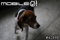 CANON EOS 1d mark III更新對焦元件後表現"超"滿意