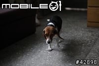 CANON EOS 1d mark III更新對焦元件後表現"超"滿意