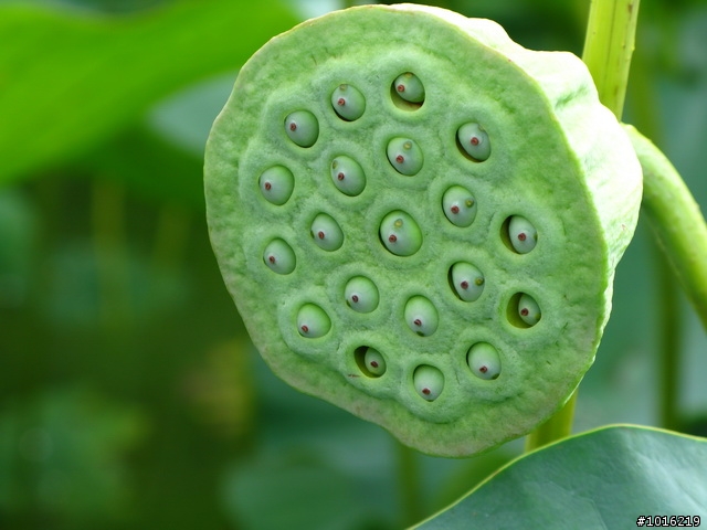 中興新村荷花池-G9