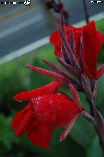 老鏡vivitar 28-105mm f2.8-3.8 macro