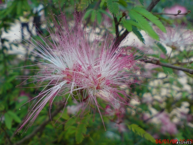 剛入手的K810~~~近拍~美麗的花