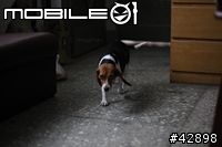 CANON EOS 1d mark III更新對焦元件後表現"超"滿意