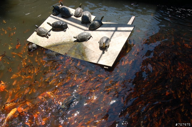 [遊記] 6/22(日) 二級古蹟 馬興陳宅 --> 鹿港 古早文物休閒之旅 (含吃吃喝喝)