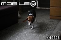 CANON EOS 1d mark III更新對焦元件後表現"超"滿意