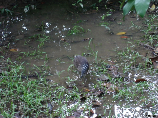 [不知何種鳥]  台北植物園 (剛好位於台灣藝術館後面)