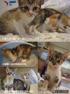 (代友PO)【送養】三隻小三花@台北士林