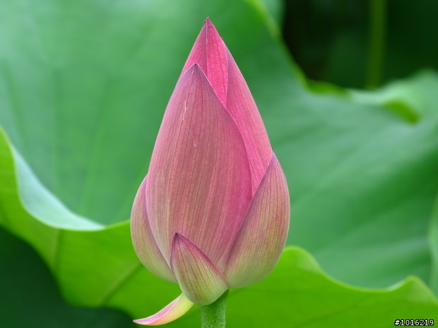 中興新村荷花池-G9