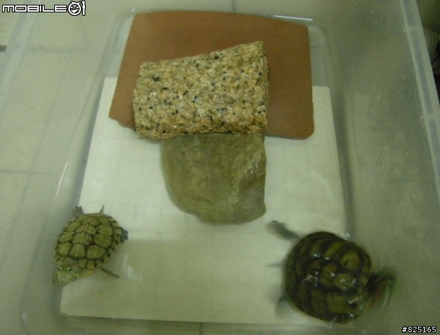 (分享)巴西龜(紅耳龜)飼養心得