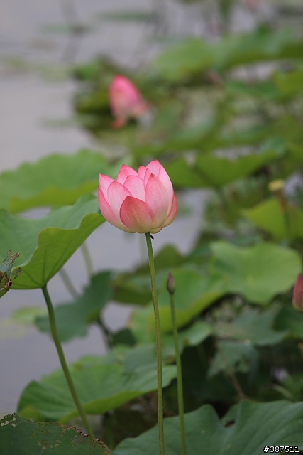 [不不專業開箱]EF 70-200MM F4 L IS USM...小小白IS