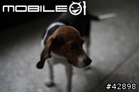 CANON EOS 1d mark III更新對焦元件後表現"超"滿意