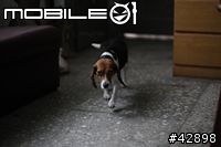 CANON EOS 1d mark III更新對焦元件後表現"超"滿意