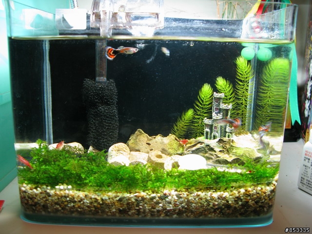 孔雀魚可以幾天不餵食??