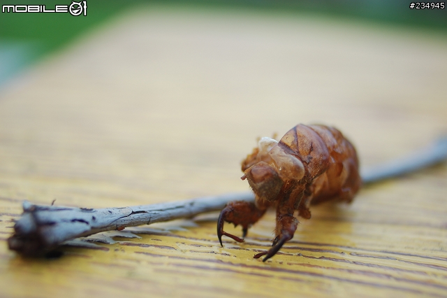 老鏡vivitar 28-105mm f2.8-3.8 macro