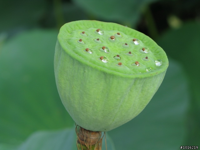 中興新村荷花池-G9