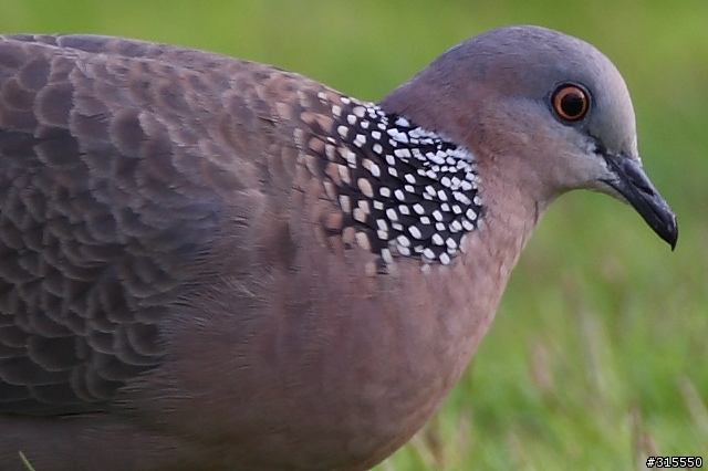 EF 800mm f5.6L IS 閩江河口 共同的牽掛