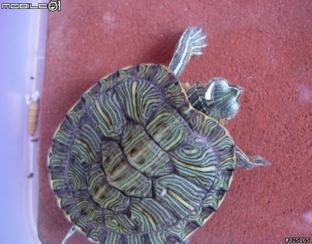 (分享)巴西龜(紅耳龜)飼養心得