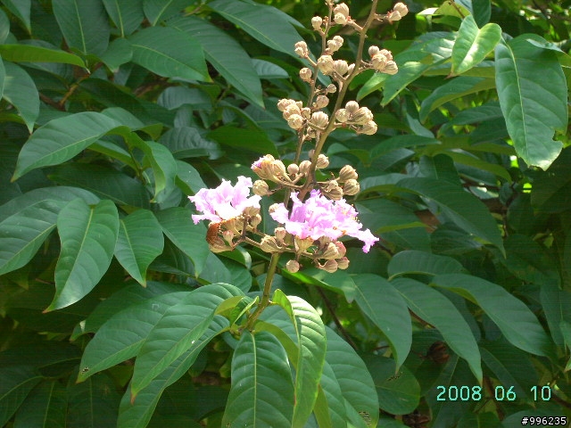 大花紫薇花季-新莊運動公園