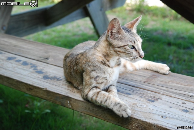 Tamron A16 II 墾丁--南灣，石牛溪農場