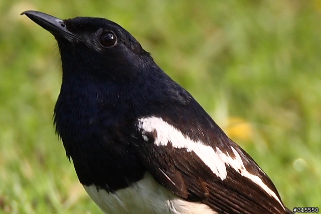 EF 800mm f5.6L IS 閩江河口 共同的牽掛