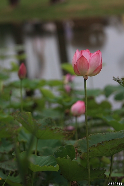 [不不專業開箱]EF 70-200MM F4 L IS USM...小小白IS