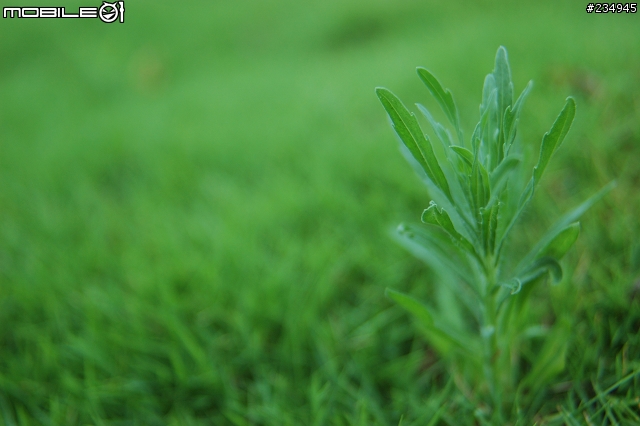 老鏡vivitar 28-105mm f2.8-3.8 macro