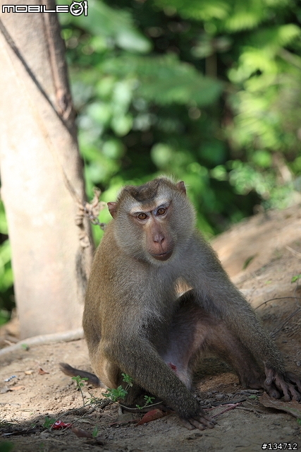 三元鏡~達成!!小小白IS再次入手~