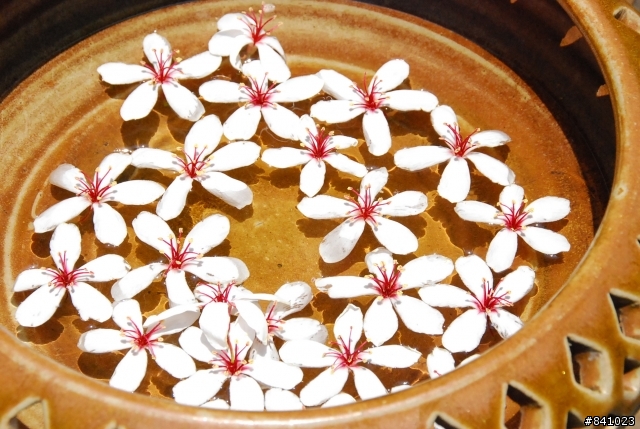 苗栗油桐花坊