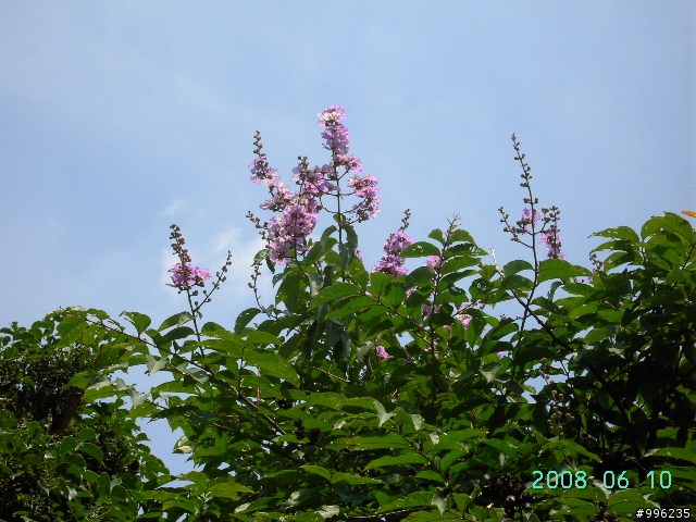 大花紫薇花季-新莊運動公園